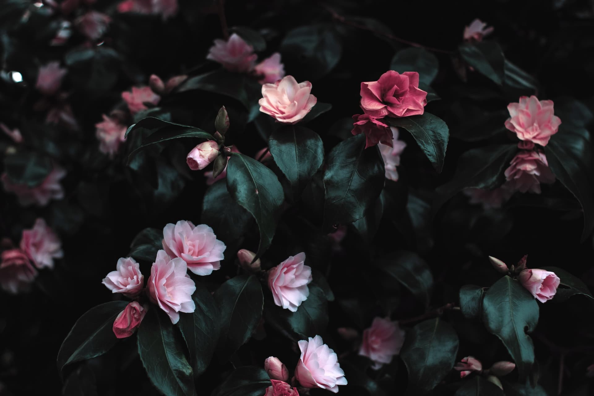 Pink roses against a dark background