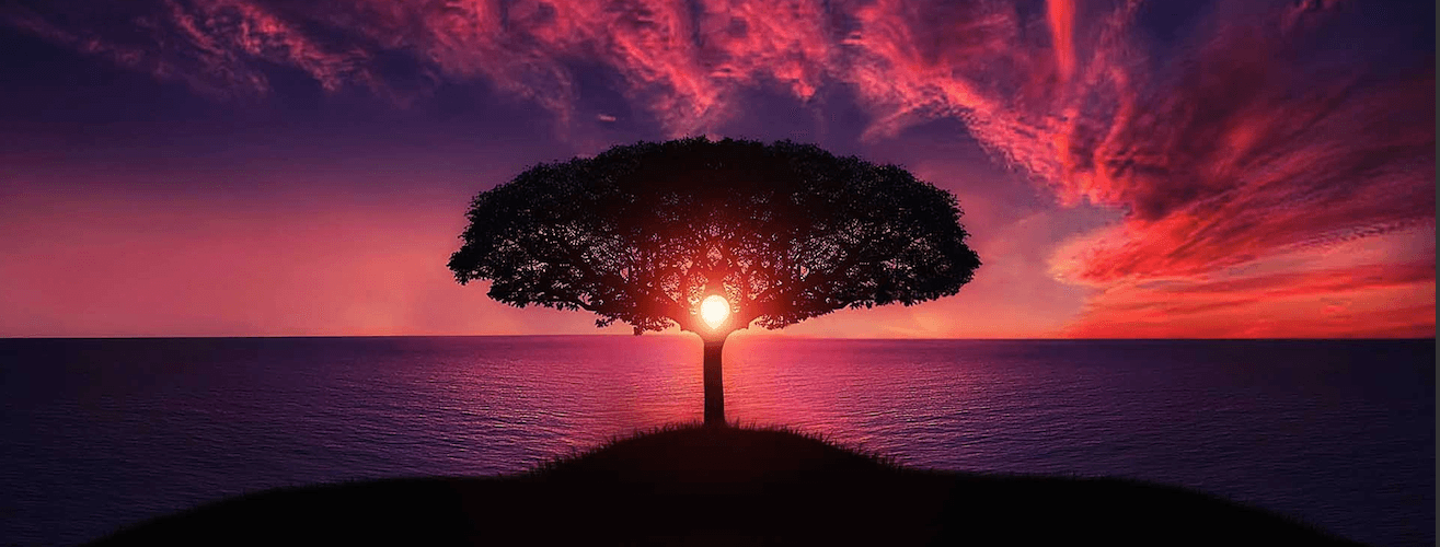 A lone tree silhouetted against a sunset sky